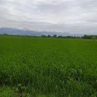 پنج هزار و هفتصد.مترزمین باغی پروانه و سند تکبرگ|فروش زمین و ملک کلنگی|رشت, پسیخان|دیوار