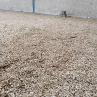 پیاز غده نشا مینروا لطف فقط تماس بگیرید