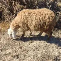 بره نر و ماده|حیوانات مزرعه|اردبیل, |دیوار