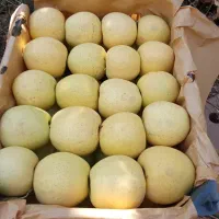 سیب‌درجه1|خوردنی و آشامیدنی|سیلوانه, |دیوار