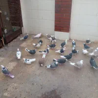 کبوتر  پرشی..