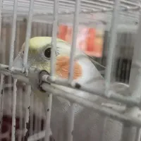 عروس هلندی گم شده|حیوانات|قوچان, |دیوار