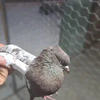 کفتر سینه پلاکی|پرنده|زرقان, |دیوار