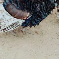 فروش بوقلمون نر محلی سرحال|حیوانات مزرعه|دهدشت, |دیوار