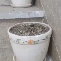 گلدون گل