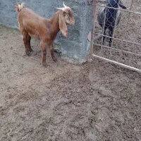 یک راس بز ماده فروشی|حیوانات مزرعه|خان ببین, |دیوار