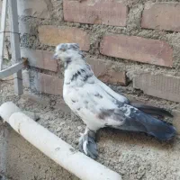 کبوتر کفتر