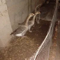 دو غاز دورگ|حیوانات مزرعه|گنبد کاووس, |دیوار