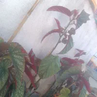 گل عروس