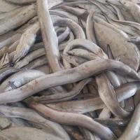 ماهی دریایی جهته بسته بندی|عمدهفروشی|یزد, |دیوار