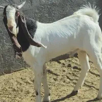 بزغاله نر گلابی|حیوانات مزرعه|بیرجند, |دیوار