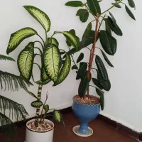 گل آپارتمانی