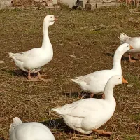 فروش غاز اوکراینی نر و ماده|حیوانات مزرعه|قائمشهر, |دیوار