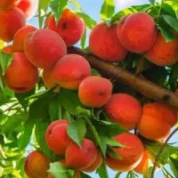 نهال و نهالستان شناسه دار گیلاسی