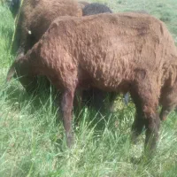 بره ماده برای قربانی‌