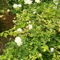 فروش باغ تهاتر با واحد و خودرو|فروش زمین و ملک کلنگی|رباطکریم, منجیل آباد|دیوار