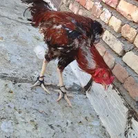 خروس لاری