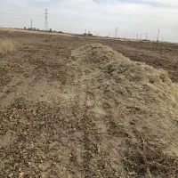 فروش کاه لوبیا