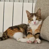 گربه ماده ۵ ماه شناسنامه دار خانگی ملوس