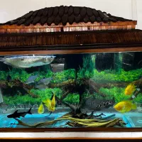 اکواریوم فروشی