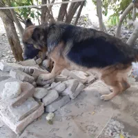 واگذاری سگ ژرمن اصلی واکسن زده|سگ|سبزوار, قاضی زاد|دیوار