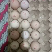 تخم مرغ برهما لایت اصل