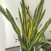 سانسوریا|گل و گیاه طبیعی|اصفهان, اصفهانک|دیوار