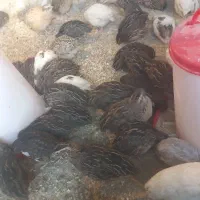 نر بالغ و نر گوشتی بلدرچین