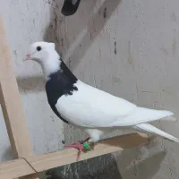 سه تا طوقی ماده جوان