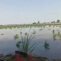 کارکشاورزی