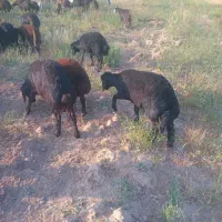 فروش بره تخمی