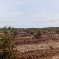 زمین دشت بجد|فروش دفتر صنعتی، کشاورزی، تجاری|بیرجند, |دیوار