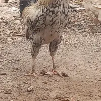 خروس عشایری