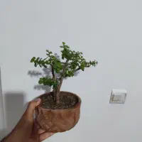 گل بونسای جید