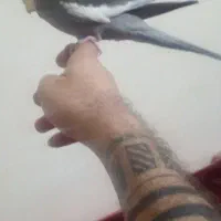 عروس هلندی فول فول رام سخنگو