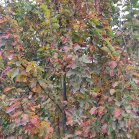 درخت آهن یا انجیلی|گل و گیاه طبیعی|چابکسر, |دیوار