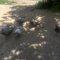 سبز|پرنده|سبزوار, کهنه آب|دیوار