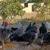 تخم نطفه دار گلین چهل تاج ریش بدون پر غلط|حیوانات مزرعه|ساوه, |دیوار