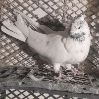 کفتر|پرنده|آبیک, |دیوار