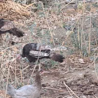 بوقلمون محلی اصل|حیوانات مزرعه|زابل, |دیوار