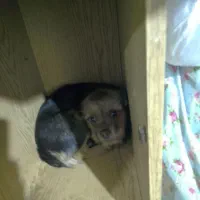 سگ واگذاری نر توله|سگ|ماهدشت, |دیوار