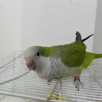 طوطی راهب 13ماه نر