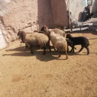 میش بره دار