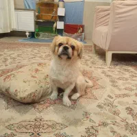 سگ گمشده
