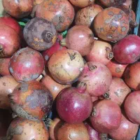 انار درجه یک خوردنی و انار ربی موجود