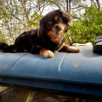 سگ پاکوتاه پیکنیز