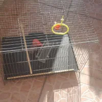 قفس|لوازم جانبی حیوانات|تبریز, |دیوار