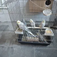 عروس هلندی مولد|پرنده|اردبیل, |دیوار