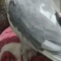 عروس هلندی گمشده