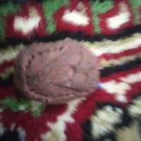 سنگ هبهاب اصل|جواهرات|آغاجاری, |دیوار